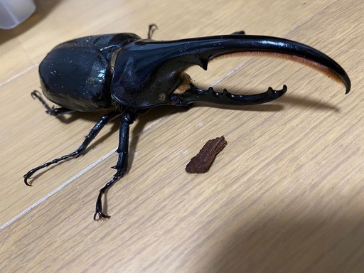 ヘラクレスオオカブトムシ
