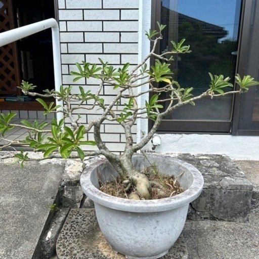 アデニウム砂漠のバラ