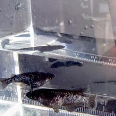 ミッドナイトフリル漆黒幼魚3匹