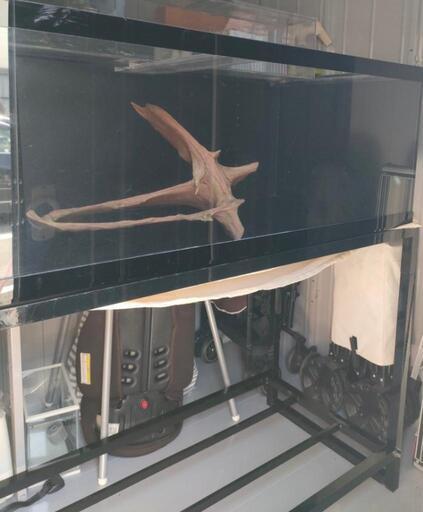 お値下げ中●４面ブラックアクリル水槽セット