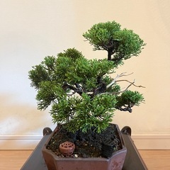 盆栽 真柏 糸魚川真柏