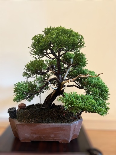 盆栽　真柏　糸魚川真柏