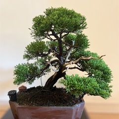 知床真柏 襟裳真柏