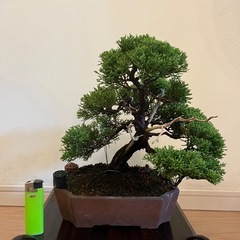 盆栽 真柏 糸魚川真柏