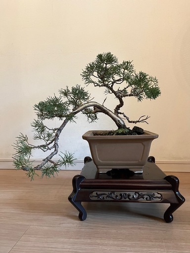 盆栽　真柏