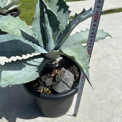 大型3種類アガベ鉢付き　特売り‼️