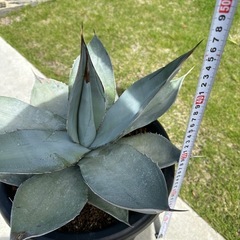 大型3種類アガベ鉢付き　特売り‼️