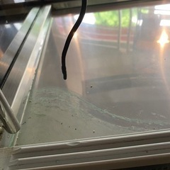 冷蔵ショーケース　大穂製作所　72×50×115cm 100v 