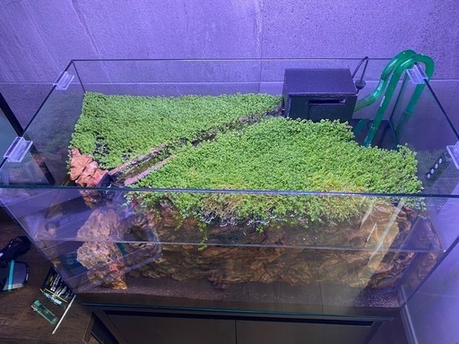 60cm水槽　陸地つき