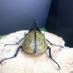 大型血統 ヘラクレスオオカブト ペア H3血統 ヘラクレスヘラクレス