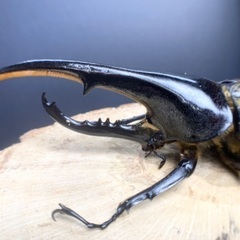 大型血統 ヘラクレスオオカブト ペア H3血統 ヘラクレスヘラクレス