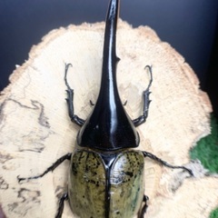 大型血統 ヘラクレスオオカブト ペア H3血統 ヘラクレスヘラクレス