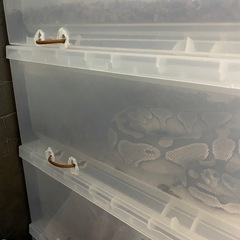 スネークラック　無印衣装ケース