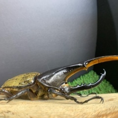 大型血統 ヘラクレスオオカブト ペア H3血統 ヘラクレスヘラクレス