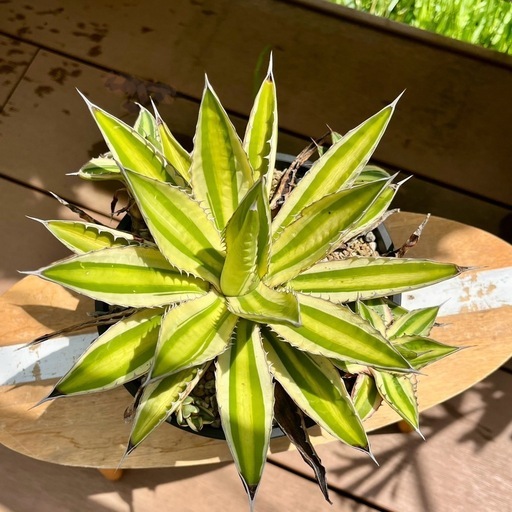 Agave lophantha アガベ五色万代子株1株抜き苗発送 (TROTTER) 土呂のその他の中古あげます・譲ります｜ジモティーで不用品の処分