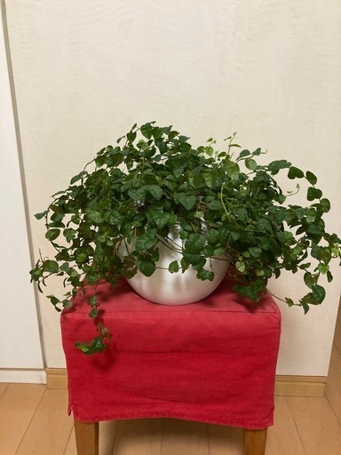 観葉植物　　プミラ