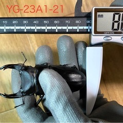 東京都のオオクワガタの中古が安い！激安で譲ります・無料であげます  