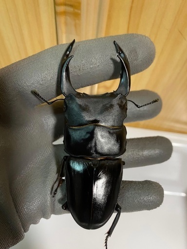 能勢YG血統 オオクワガタ 87.8/87.5/87.0/86.1 同腹トリオ - その他 