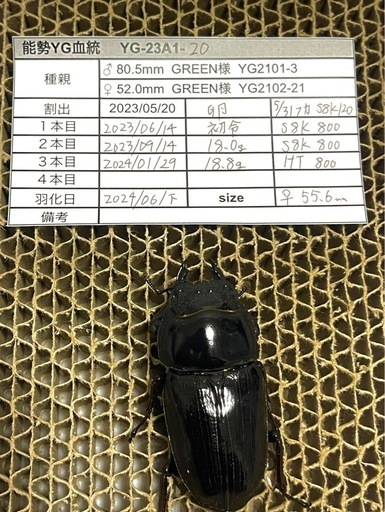 能勢YG血統 オオクワガタ 87.8/87.5/87.0/86.1 同腹トリオ - その他 