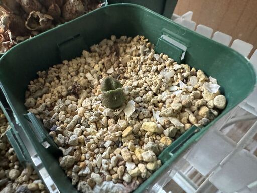 多肉植物 アドロミスクス 服部氏実生