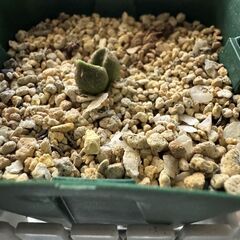 多肉植物 アドロミスクス 服部氏実生