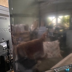 TOSHIBA REGZA テレビ　　32型