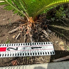 蘇轍の中古が安い！激安で譲ります・無料であげます(2ページ目  