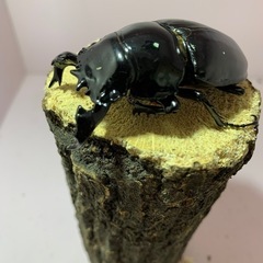 北海道のタランドゥスオオツヤクワガタの中古が安い！激安で譲ります  