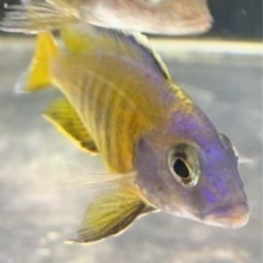 熱帯魚 アフリカンシクリッド シノティラピア アフラ ジャロリーフ