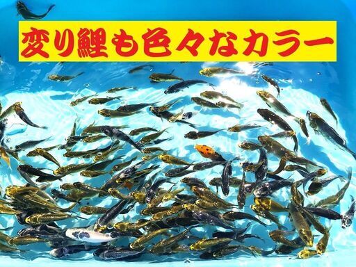 錦鯉販売しています！2024年生れ・自家産！変り鯉セレクト個体！お任せ１０本セット！将来有望です！水槽飼育サイズ！