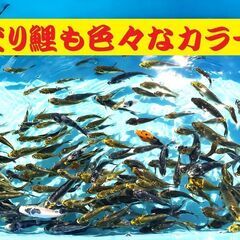錦鯉の中古が安い！激安で譲ります・無料であげます(4ページ目  