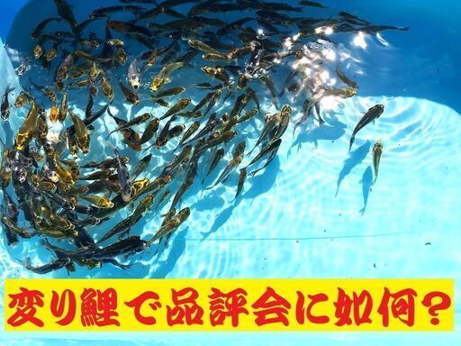錦鯉販売しています！２０２４年生れ・自家産！変り鯉セレクト個体！お任せ１０本セット！将来有望です！水槽飼育サイズ！