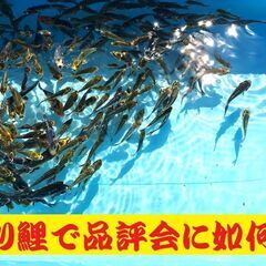 錦鯉販売しています！２０２４年生れ・自家産！変り鯉セレクト個体！お任せ１０本セット！将来有望です！水槽飼育サイズ！ 錦鯉販売しています！2024年生れ・自家産！変り鯉セレクト個体！お