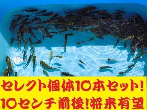 錦鯉販売しています！２０２４年生れ・自家産！変り鯉セレクト個体！お任せ１０本セット！将来有望です！水槽飼育サイズ！