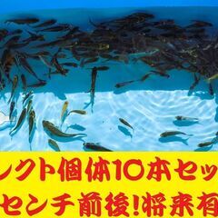 錦鯉販売しています！2024年生れ・自家産！変り鯉セレクト個体！お任せ