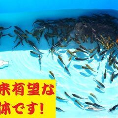 錦鯉販売しています！２０２４年生れ・自家産！変り鯉セレクト個体！お任せ１5本セット！将来有望です！水槽飼育サイズ！