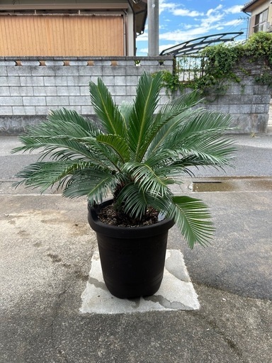 お話し中　蘇轍（ソテツ）