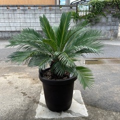 ソテツ 蘇轍 10本脇芽多数（値引き、バラ売り可能）