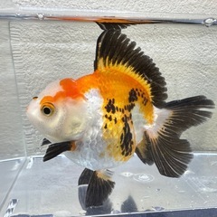 約10cmの大きなトリカラーオランダ