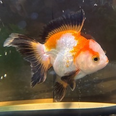 約10cmの大きなトリカラーオランダ