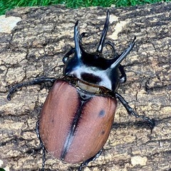 ローゼンベルグオウゴンオニの中古が安い！激安で譲ります・無料で  