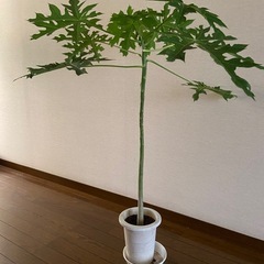 観葉植物　パパイヤ　1M