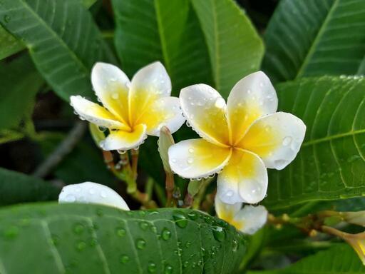 最終値下げ❣️ プルメリア   どれでも1植木1000円‼️