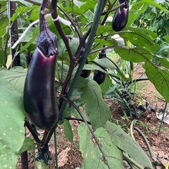 無農薬、夏野菜セット