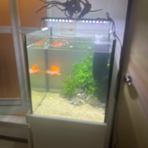 ※訳あり　60cmオーバーフロー水槽