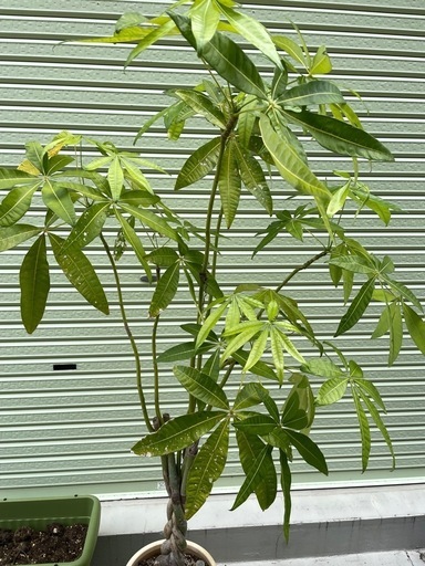 パキラ