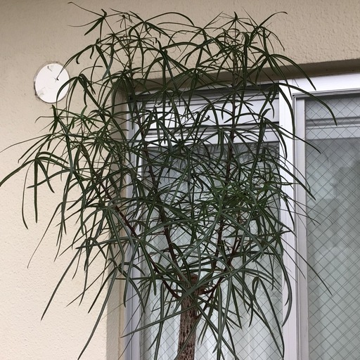 観葉植物ボトルツリー