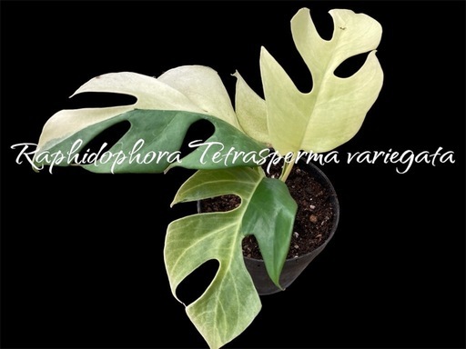 パラゴンとは別種　観葉植物【ラフィドフォラ テトラスペルマ バリエガタ】