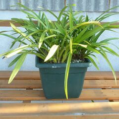 引き取り限定】金稜辺2鉢 各4株計14株