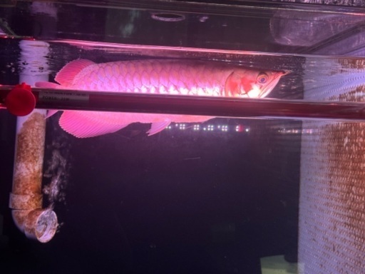 今が買いです！大きくなってきたら値上げします。熱帯魚　レッド